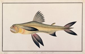 Bombay Duck, fra tegninger af fisk fra Malacca, ca. 1805-18 (wc på papir) af Chinese School