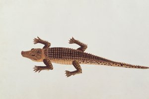 Boo-ay-ah Alligator, fra tegninger af dyr, insekter og krybdyr fra Malacca, ca. 1805-18 (wc og gouache på papir) af Chinese School
