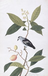 Booah Nawa Hawa, fra Tegninger af fugle fra Malacca, ca. 1805-18 (wc på papir) af Chinese School