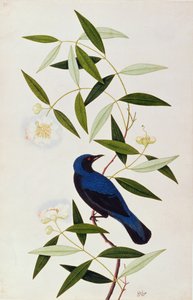 Boorah Farleeh, fra Drawings of Birds from Malacca, ca. 1805-18 (wc på papir) af Chinese School