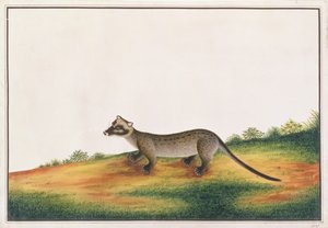 Almindelig palmecivet, fra tegninger af dyr, insekter og krybdyr fra Malacca, ca. 1805-18 (gouache og wc på papir) af Chinese School