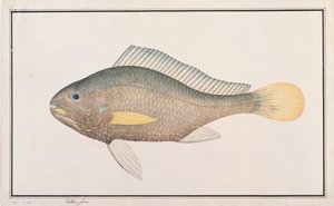 Croaker, fra tegninger af fisk fra Malacca, ca. 1805-18 (wc på papir) af Chinese School