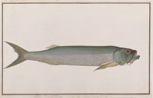 Dorab Wolf-sild, fra tegninger af fisk fra Malacca, ca. 1805-18 (wc på papir) af Chinese School