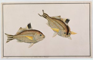 Eekan King-kerong, fra Drawings of Fishes from Malacca, ca. 1805-18 (wc på papir) af Chinese School