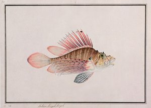 Eekan Linqah Singah, fra Drawings of Fishes from Malacca, ca. 1805-18 (wc på papir) af Chinese School