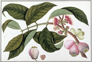 Eugenia eller Jamboo Teloie poote, fra Tegninger af planter fra Malacca, ca. 1805-18 (wc på papir) af Chinese School