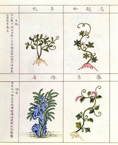 Fire planter fra en Pen Tsao, en samling af lægeplanter, 18.-19. århundrede af Chinese School