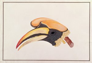 Stor næsehornsfugl, fra tegninger af fugle fra Malacca, ca. 1805-18 (wc på papir) af Chinese School