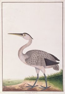 Grey Heron, fra Tegninger af Fugle fra Malacca, ca. 1805-18 (wc på papir) af Chinese School