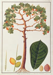 Klapang Terminalia Molucana eller malaysisk mandel, fra tegninger af planter fra Malacca, ca. 1805-18 (wc på papir) af Chinese School