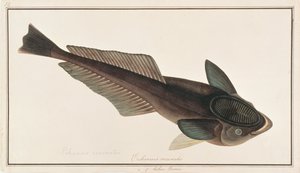Levende Sharksucker, fra Drawings of Fishes from Malacca, ca. 1805-18 (wc på papir) af Chinese School