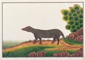 Mongoose, fra tegninger af dyr, insekter og krybdyr fra Malacca, ca. 1805-18 (gouache & wc på papir) af Chinese School