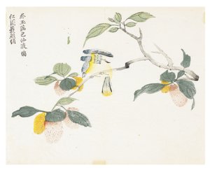 Sennepsfrøhave af Chinese School