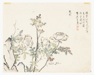 Sennepsfrøhave af Chinese School