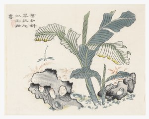 Sennepsfrøhave af Chinese School