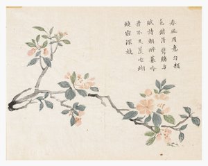 Sennepsfrøhave af Chinese School