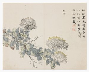 Sennepsfrøhave af Chinese School