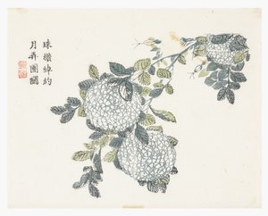 Sennepsfrøhave af Chinese School