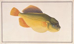 Putterfish, fra tegninger af fisk fra Malacca, ca. 1805-18 (wc på papir) af Chinese School