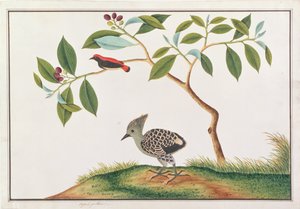 Skarlagenrødt-ryget blomsterspætte med grå-og-gul spætte, fra tegninger af fugle fra Malacca, ca. 1805-18 (wc på papir)