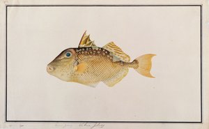 Starry Triggerfish, fra tegninger af fisk fra Malacca, ca. 1805-18 (wc på papir) af Chinese School