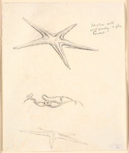 Søstjerner af Christen Købke