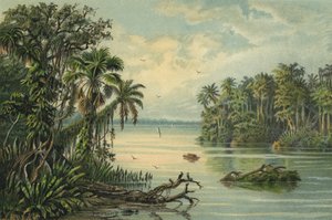 Regnskov på den nedre Amazonas, Brasilien