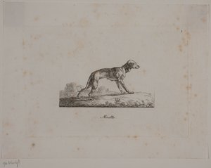 Minette af Christian David Gebauer