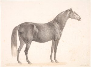 Sort hest af Christian David Gebauer