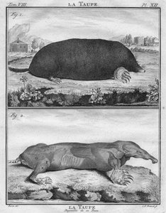 Muldvarpen & Muldvarpen strippet af hendes hud, c1763.