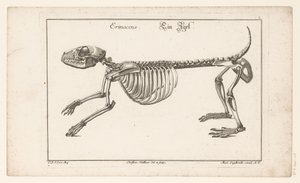 Skelet af et pindsvin Erinaceus / Ein Egel (titel på objekt) Unterschiedliche Sceleta eller Bone-Cörper (serietitel) af Christian Hallbaur
