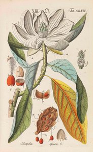 Botanisk håndbog, 1808. af Christian Schkuhr