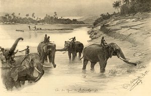 Elefanter på bredden af Mahaweli-floden, Ceylon, 1898.
