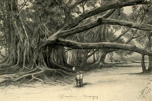 Kæmpetræer i Buitenzorg, Java, 1898.