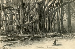 Kæmpetræer i Buitenzorg, Java, 1898.
