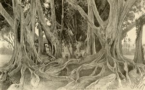Kæmpetræer i den botaniske have, Peradeniya, Kandy, Ceylon, 1898.