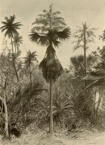 Talipot palme efter blomstring, Ceylon, 1898.