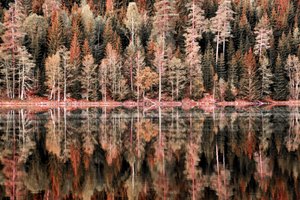 Refleksioner fra en efterårsskov af Christina Sillen