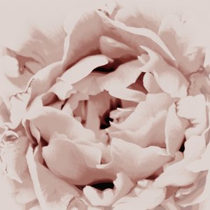 Blush Pink Pæon af Christina Sillen