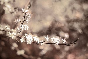 Blomster på en spinkel gren af Christina Sillen