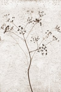 Delikat tørret plante af Christina Sillen