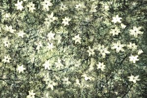 Fint blomstrende haveblomster af Christina Sillen