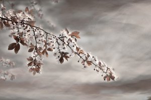 Drømmende blomstergren af Christina Sillen