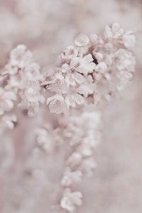 Drømmende lyserøde blomster af Christina Sillen
