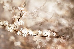Drømmende hvide blomster