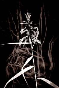 Elegant Sepia Reed af Christina Sillen