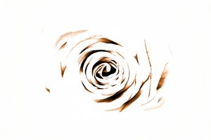 Elegant Sepia Rose af Christina Sillen