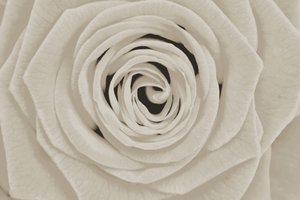 Elegant hvid rose af Christina Sillen
