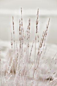 Frostbelagt vintergræs af Christina Sillen