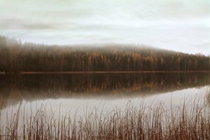 Refleksioner fra den tågede skov af Christina Sillen